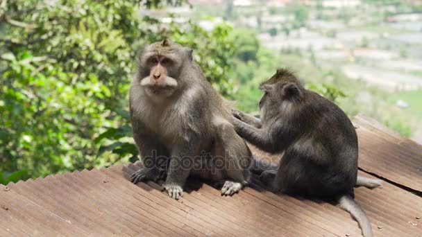 Małpy w lesie na Bali. — Wideo stockowe