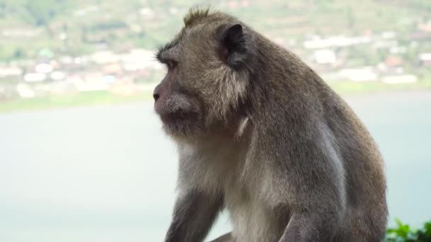 Affen im Wald auf Bali. — Stockvideo