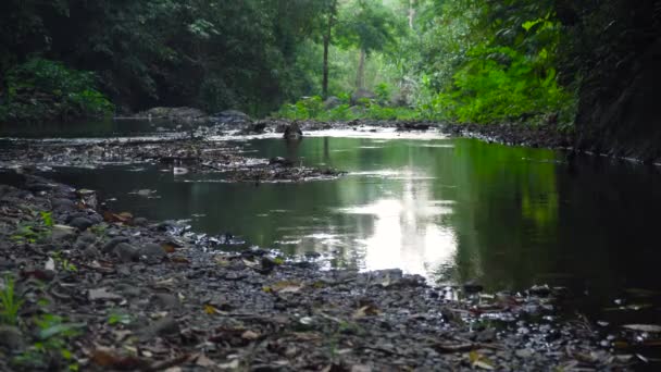 Río en la selva tropical. Bali, Indonesia . — Vídeo de stock