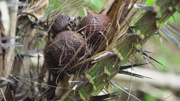 Salak, fruit du serpent poussant sur un arbre. Bali, Indonésie. — Video