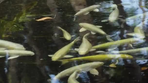 Colorful fish in a pond. — Stock Video