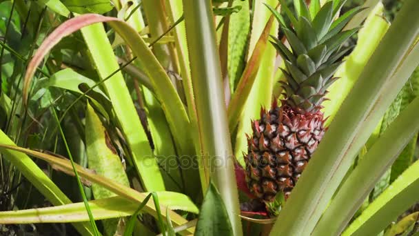 Ananas bitkisi tarlası. Bali, Endonezya. — Stok video