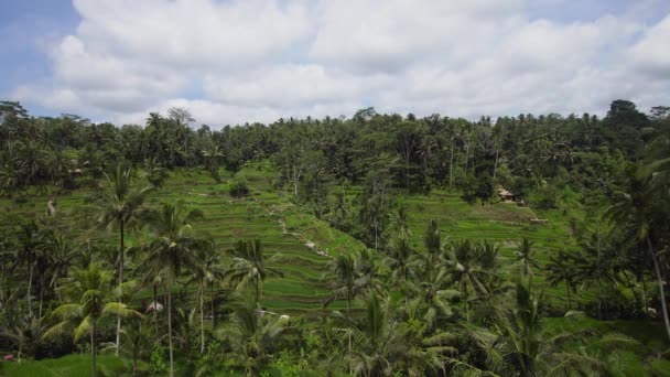 Terrace rice fields in Ubud, Bali,Indonesia. — Stock Video