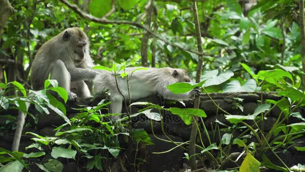 Majmok az erdőben Balin..