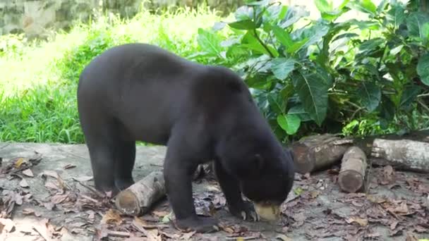 말레이 태양 곰입니다. 발리, 인도네시아. — 비디오
