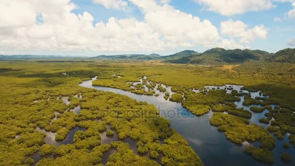 Μαγκρόβια δάση στην Ασία. Νησί Siargao Φιλιππίνες. — Αρχείο Βίντεο