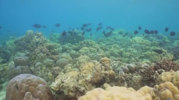 Arrecife de coral y peces tropicales. Bali, Indonesia . — Vídeo de stock