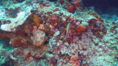 Mercan ve tropikal balık. Bali, Endonezya.
