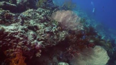 Mercan ve tropikal balık. Bali, Endonezya.