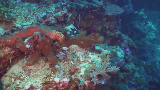 サンゴ礁と熱帯魚。インドネシア ・ バリ島. — ストック動画