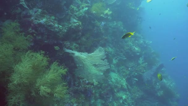 Arrecife de coral y peces tropicales. Bali, Indonesia . — Vídeos de Stock