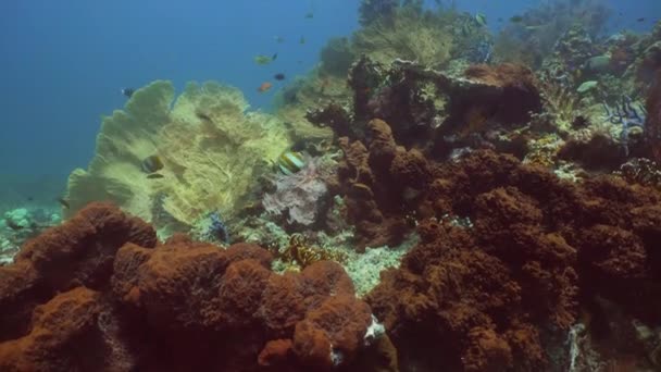 Recifes de coral e peixes tropicais. Bali, Indonésia . — Vídeo de Stock