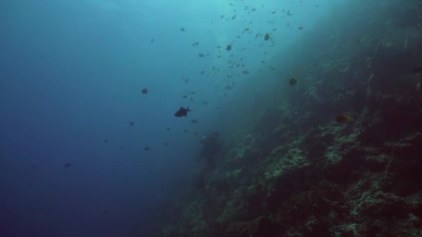 Korallrev och tropiska fiskar. Bali, Indonesien. — Stockvideo