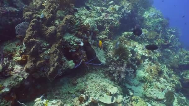 Mercan ve tropikal balık. Bali, Endonezya. — Stok video