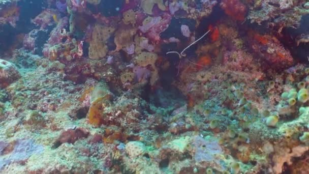 Langosta en el mar tropical. Bali, Indonesia . — Vídeo de stock