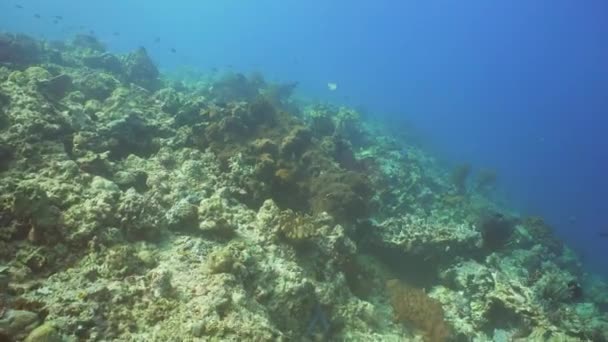 Arrecife de coral y peces tropicales. Bali, Indonesia . — Vídeo de stock