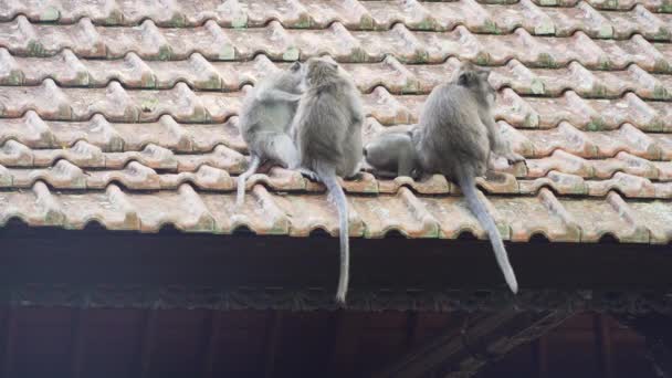 Monos en el bosque de Bali. — Vídeos de Stock