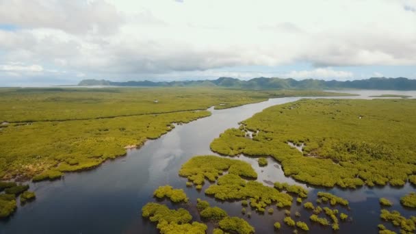 Mangrove erdő Ázsiában. Fülöp-szigetek Siargao sziget. — Stock videók
