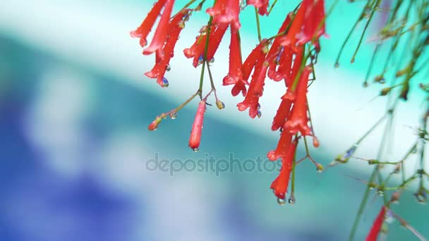 Gotas de lluvia en la flor . — Vídeos de Stock