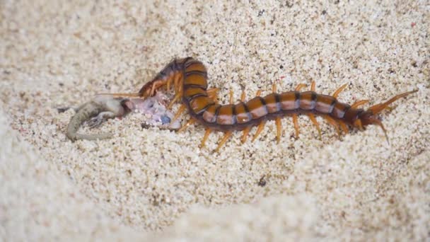Stonoga, Scolopendra zjada gekona na piasku — Wideo stockowe