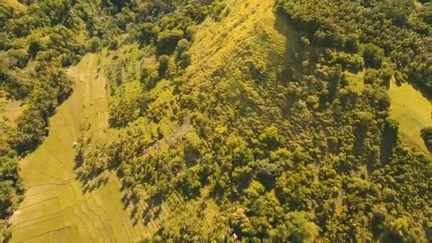 Vista aérea de um campo de arroz. Filipinas, Bohol . — Vídeo de Stock
