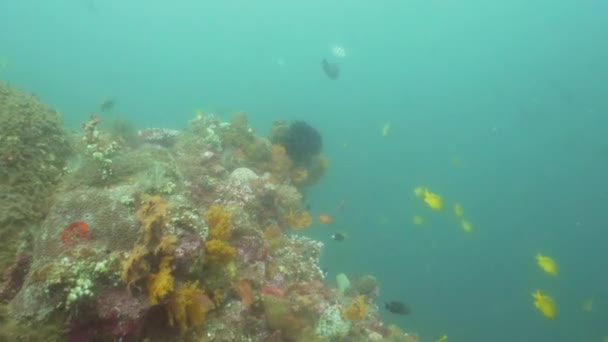 珊瑚礁和热带鱼。印度尼西亚, 巴厘岛. — 图库视频影像