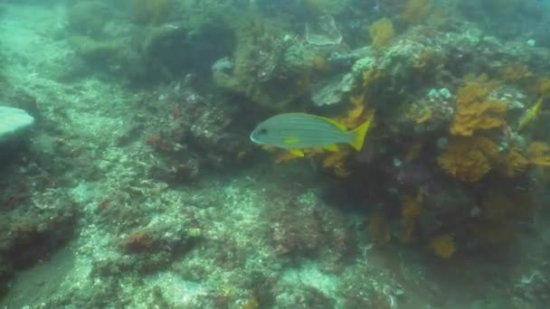 Arrecife de coral y peces tropicales. Bali, Indonesia . — Vídeo de stock