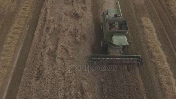 Luchtfoto combineren een gebied van de tarwe oogsten. — Stockvideo