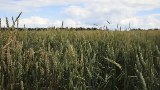 Пшеничные уши в поле . — стоковое видео