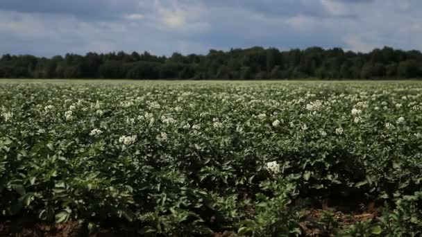 Champ de pommes de terre vertes . — Video