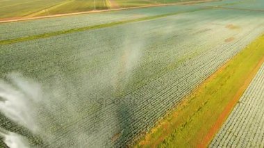 Tarım arazisindeki sulama sistemi.