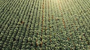 Lahana alan, uçağın görüntüleri.