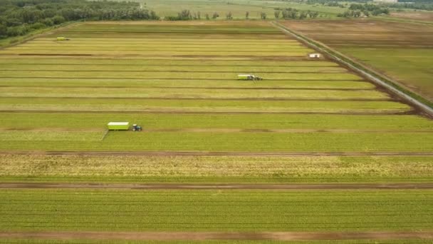 Campo com fileiras de salada . — Vídeo de Stock