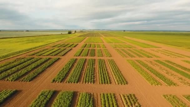 Вид с воздуха на сельхозугодия . — стоковое видео