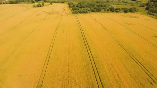 Flygfoto över gyllene vete fält. Antenn video. — Stockvideo