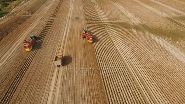 Zbieranie ziemniaków na polu — Wideo stockowe