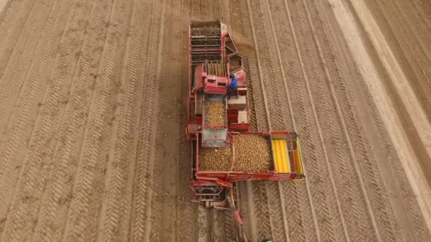 Colheita de batatas no campo — Vídeo de Stock