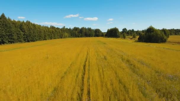 Sommerlandschaft, Mädchen, Flachsfeld — Stockvideo