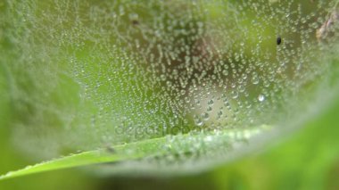 örümcek ağları çiğ damlaları ile çim.