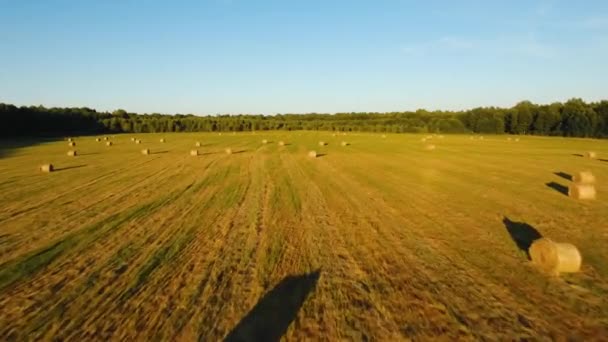 Рулоны стога сена на поле — стоковое видео