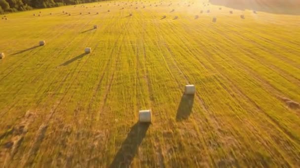 Rollos de pajar en el campo — Vídeos de Stock