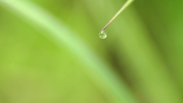 草上的一滴露珠 — 图库视频影像