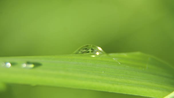 草上的一滴露珠 — 图库视频影像