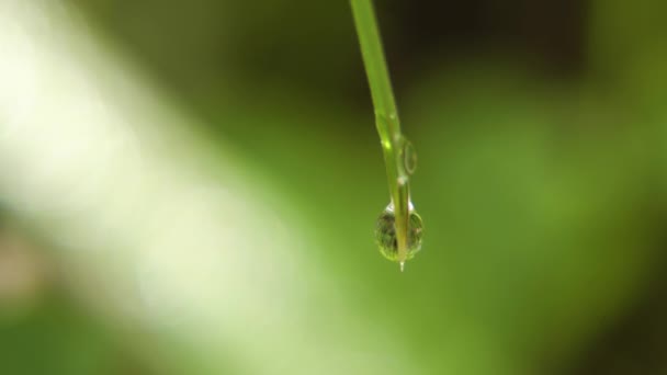 Dauwdruppel op het gras — Stockvideo