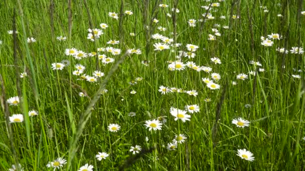 Feld mit Kamille. — Stockvideo