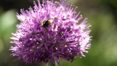 Çiçek arıya yakın çekim.