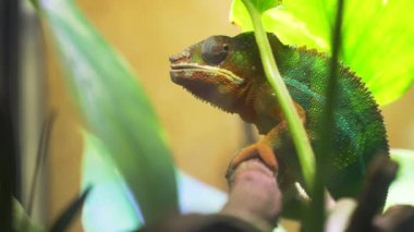 Chameleon Furcifer pardalis Ambolobe