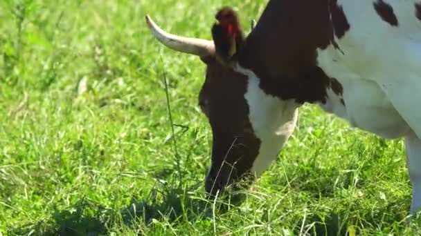 Vacas pastando en pastos — Vídeo de stock