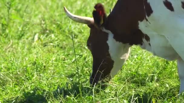 Vacas que pastam em pastagens — Vídeo de Stock