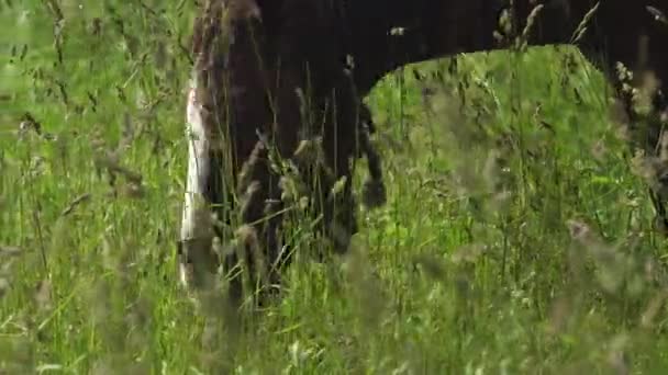 Cheval sur un pâturage d'été. — Video